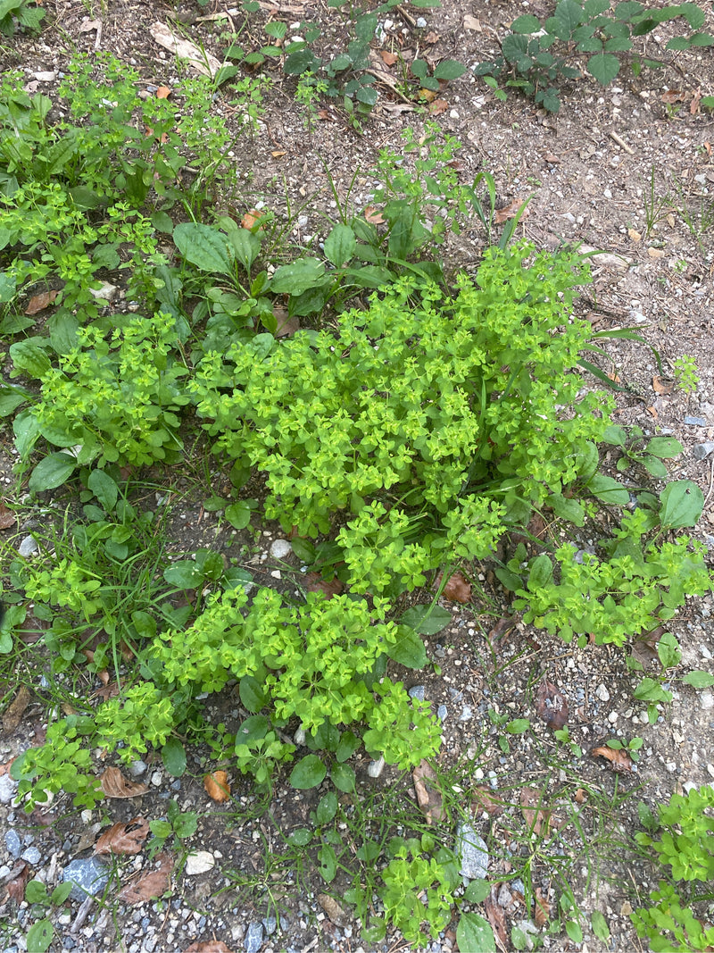 Garten-Wolfsmilch — Bild 1 von 6
