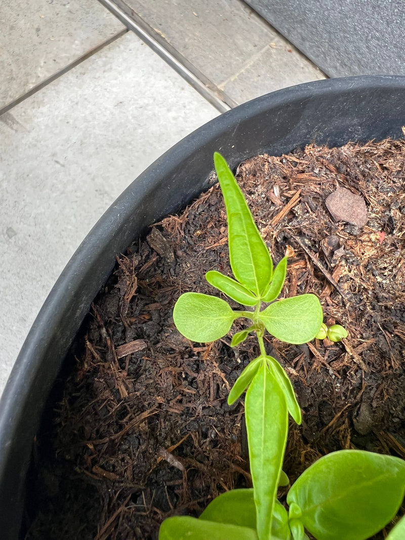 Gartenbohne — Bild 1