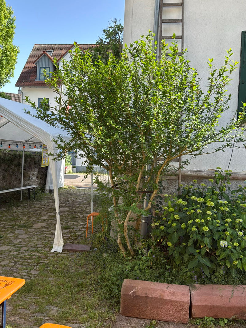 Zu sehen ist ein mittelgroßer Hibiskusstrauch vor einer Hauswand. Die Pflanze steht in einem städtischen Umfeld auf gepflastertem Boden.