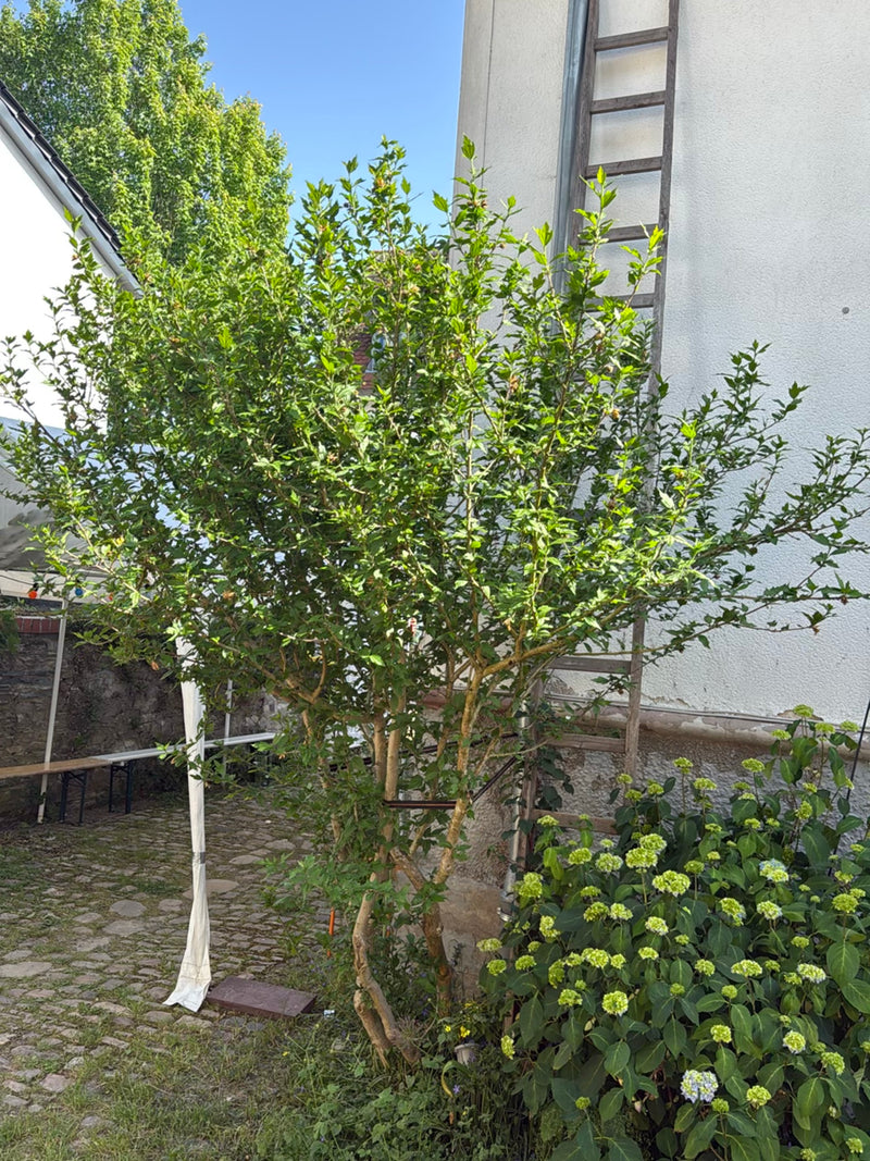 Hibiskus — Bild 4