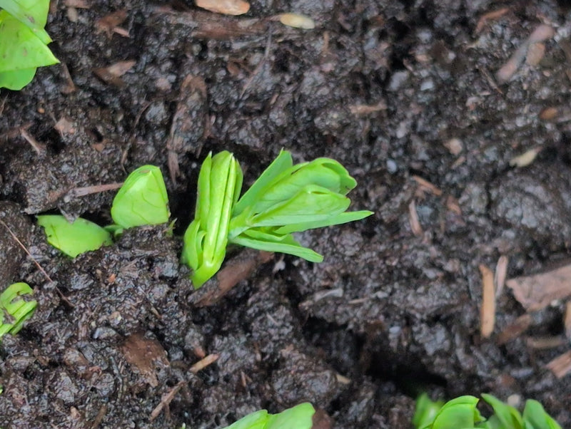 Erbsen — Bild 3