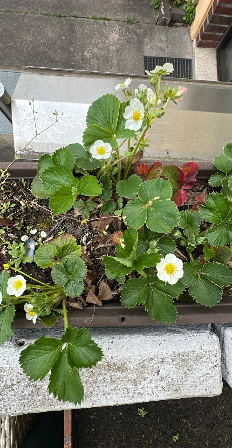 Gartenerdbeere — Bild 4