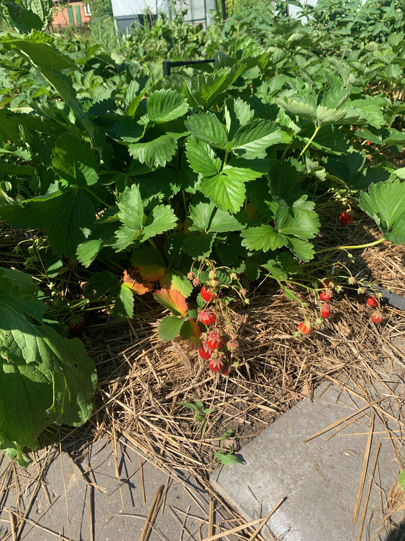 Gartenerdbeere — Bild 1