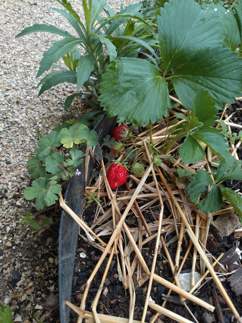 Gartenerdbeere — Bild 2