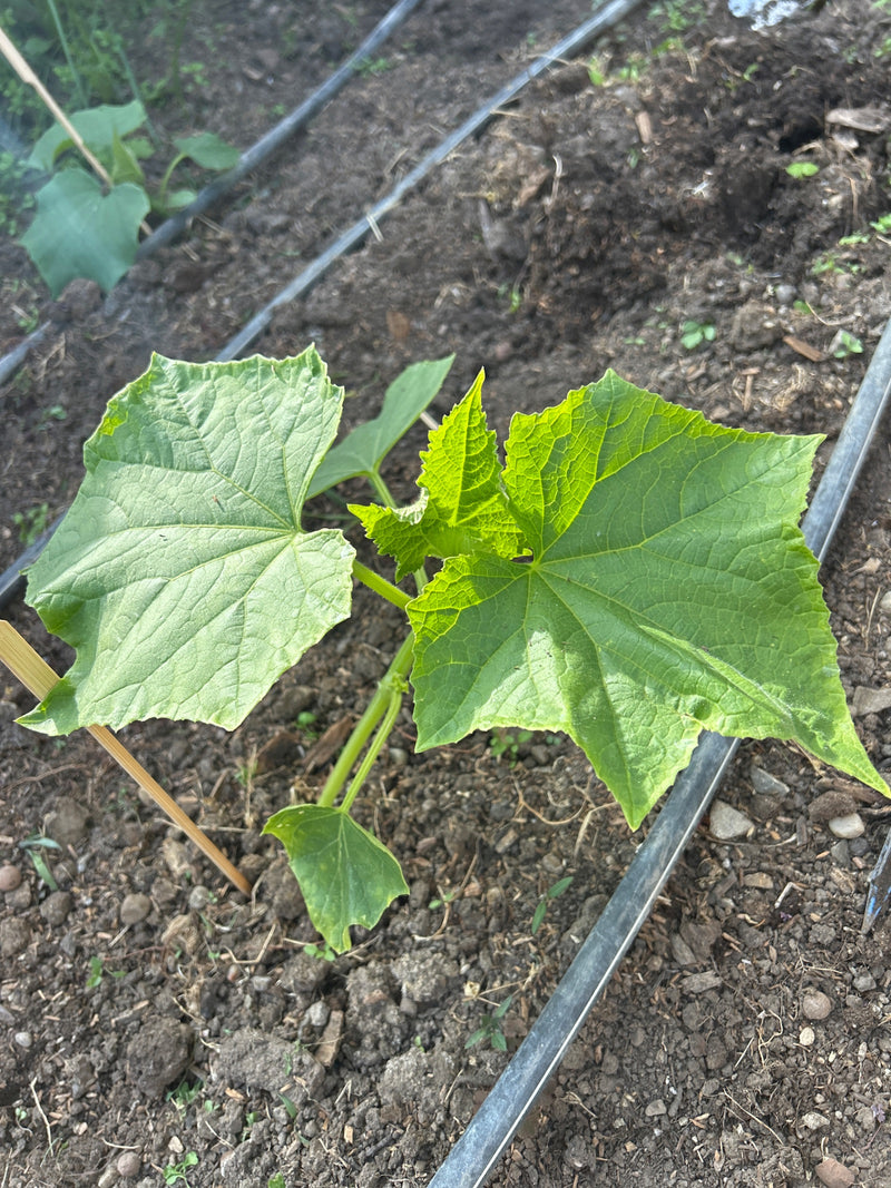 Gurken — Bild 2