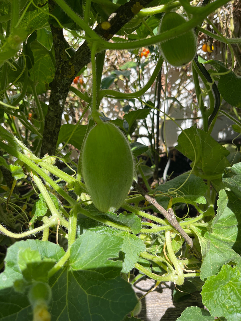 Gurken — Bild 3