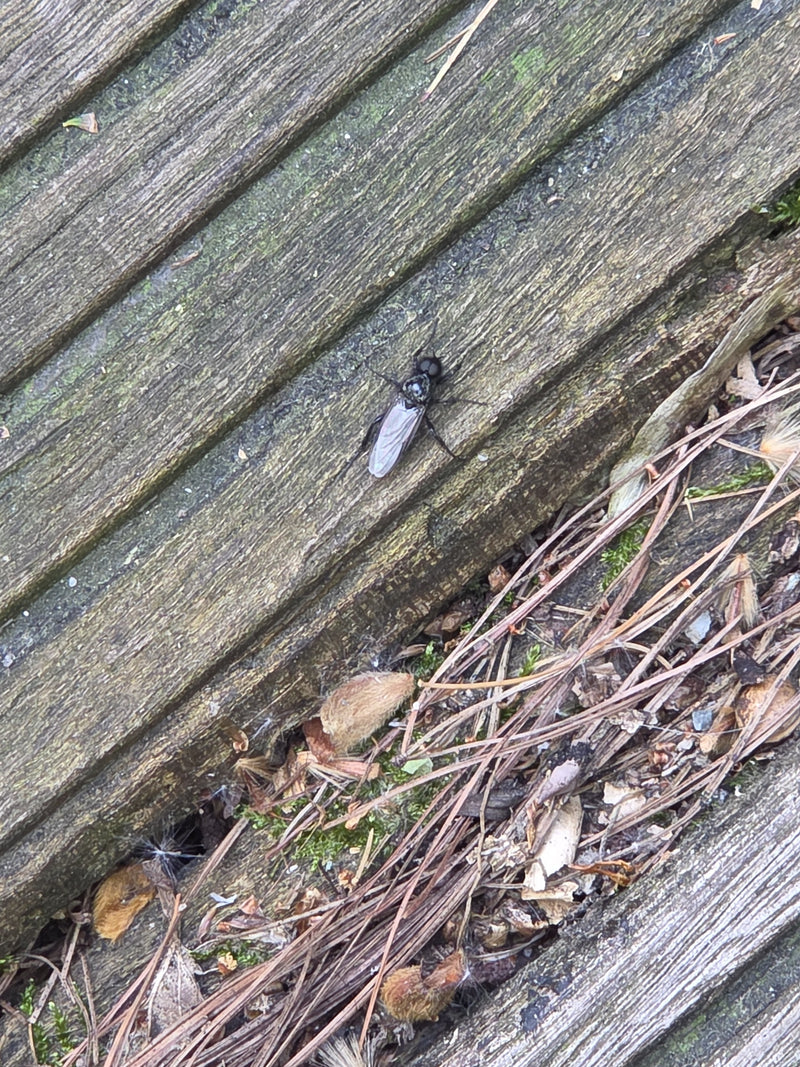 Gartenhaarmücke — Bild 2