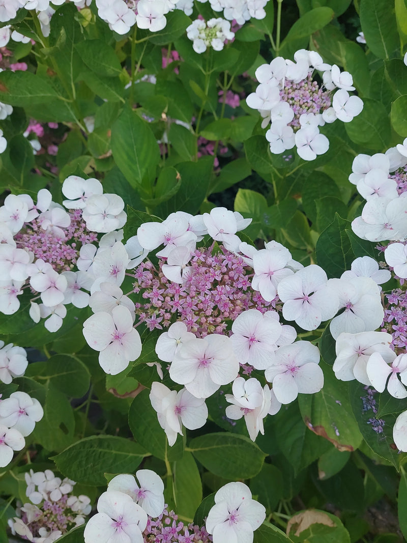 Hortensien — Bild 3