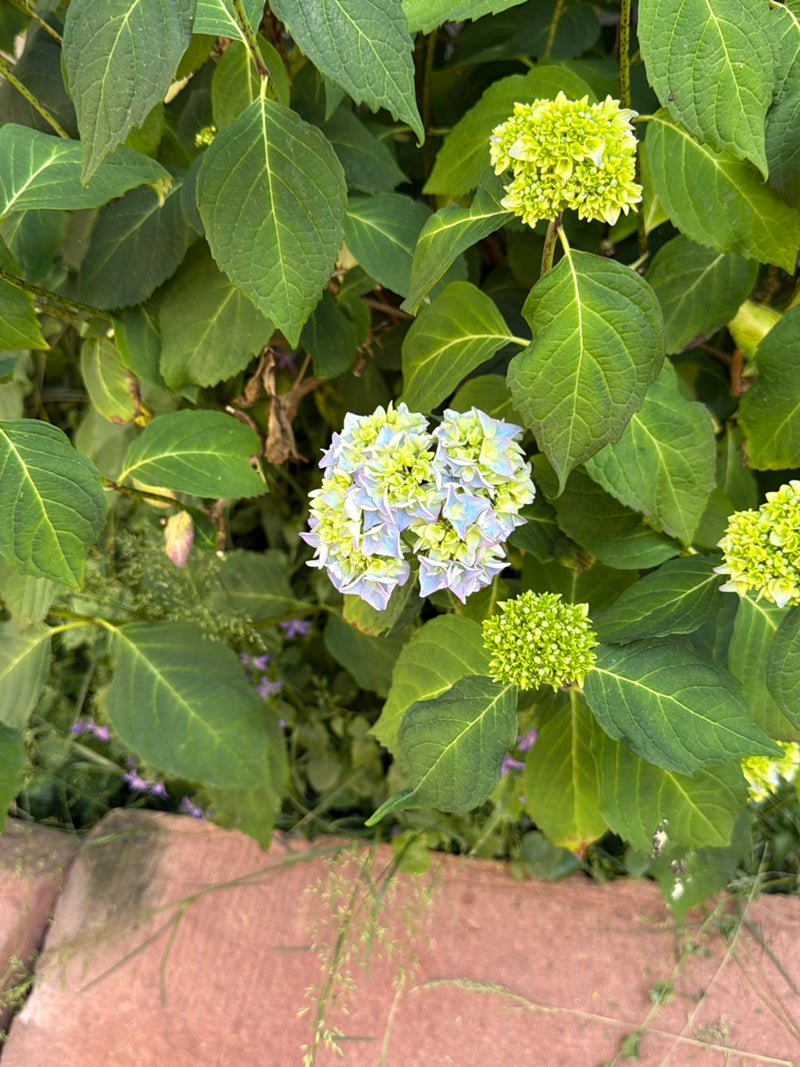 Hortensien — Bild 5