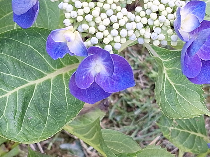 Das Bild zeigt blaue Blüten und grüne, geäderte Blätter einer Gartenhortensie. Im Hintergrund sind ungeöffnete Knospen zu erkennen.