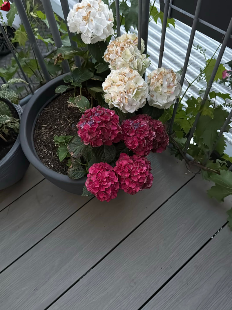 Hortensien — Bild 2