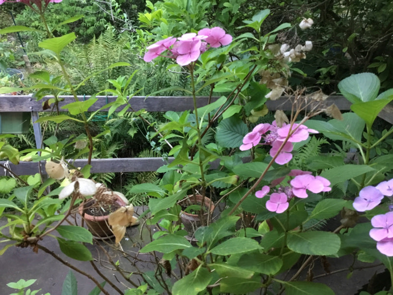 Zu sehen ist eine Garten-Hortensie mit rosa Blüten und grünen Blättern vor einem Holzzaun. Die Pflanze blüht üppig in einem Garten.