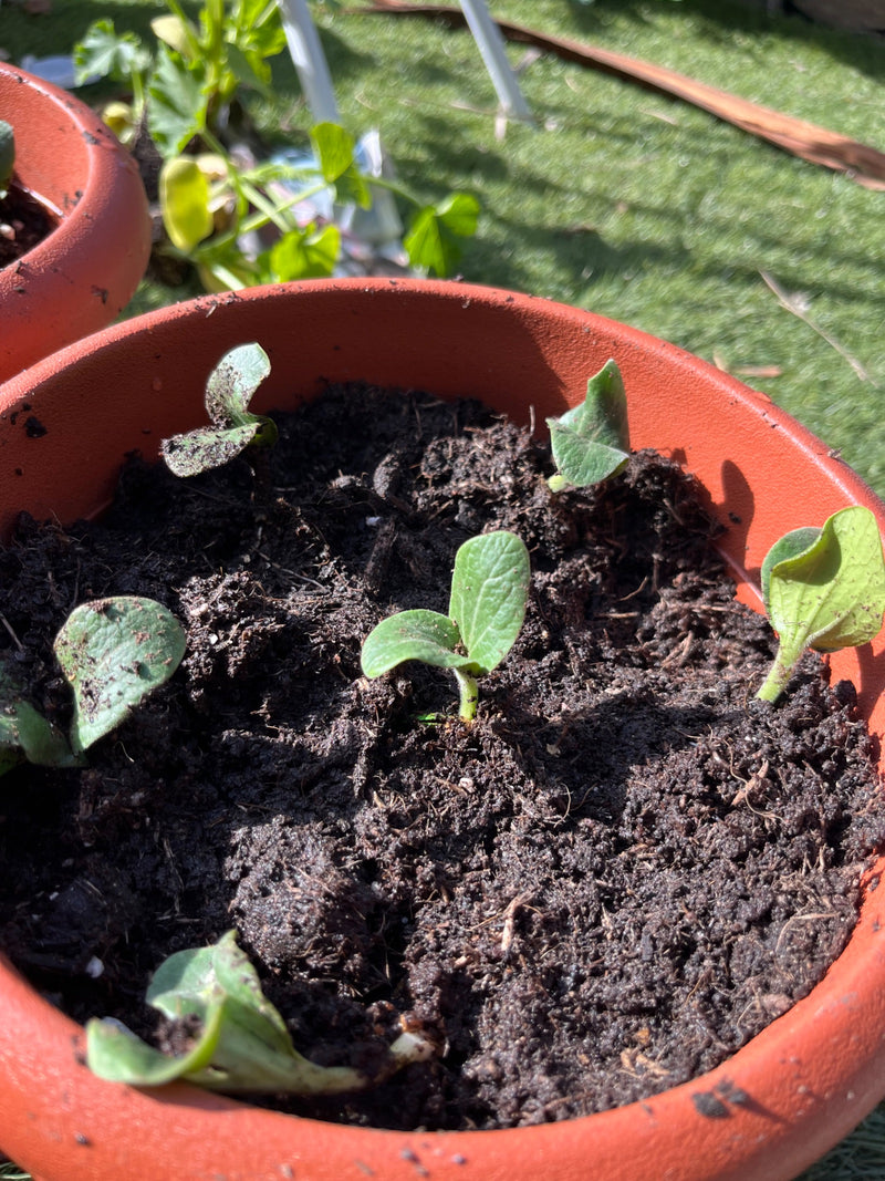 Mehrere junge Zucchinikeimlinge wachsen in einem runden Blumentopf mit dunkler Erde. Die kleinen Pflänzchen zeigen ihre ersten grünen Keimblätter.