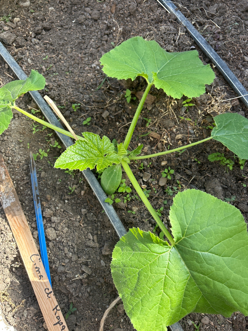 Zucchini — Bild 5