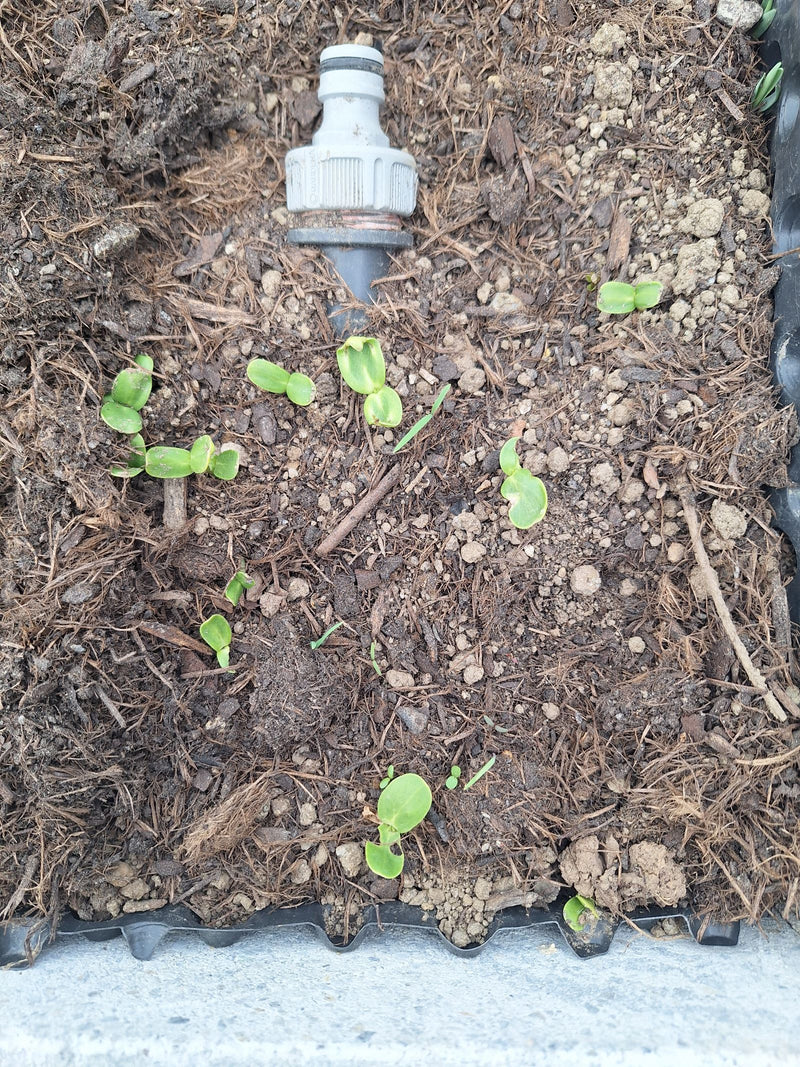 Zucchini — Bild 1