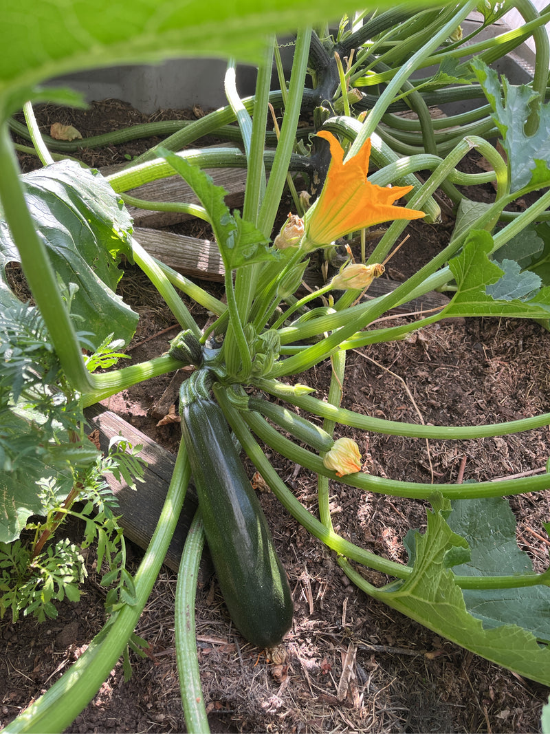 Eine Zucchinipflanze wächst auf der Erde und trägt eine dunkelgrüne Frucht sowie eine gelbe Blüte. Die langen Stängel und großen Blätter verteilen sich auf d...