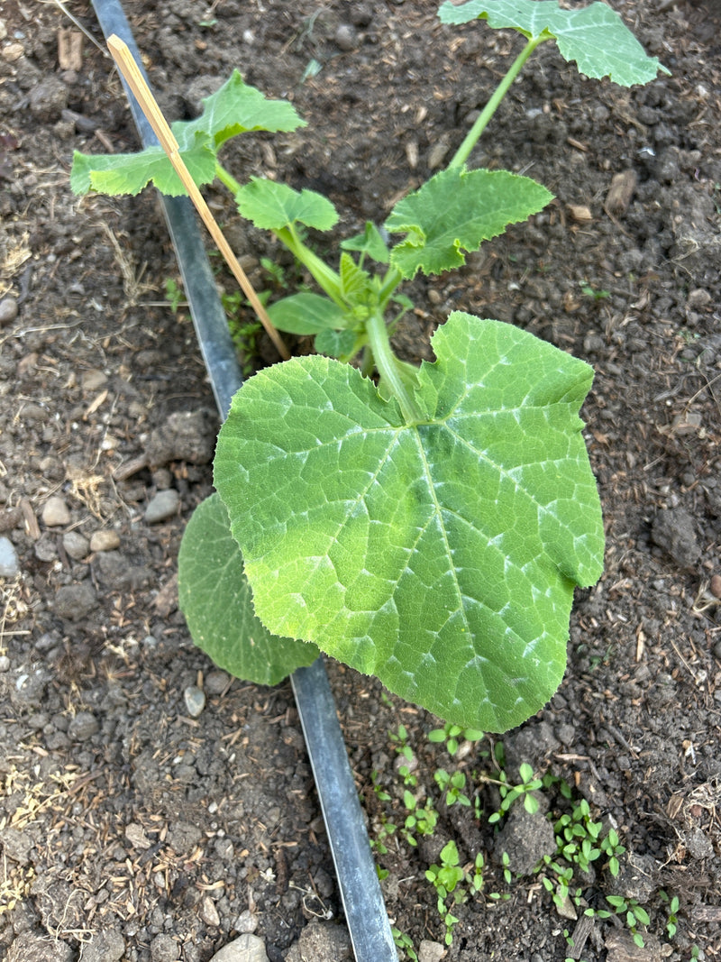 Zucchini — Bild 3