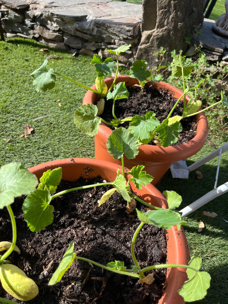 Zucchini — Bild 2