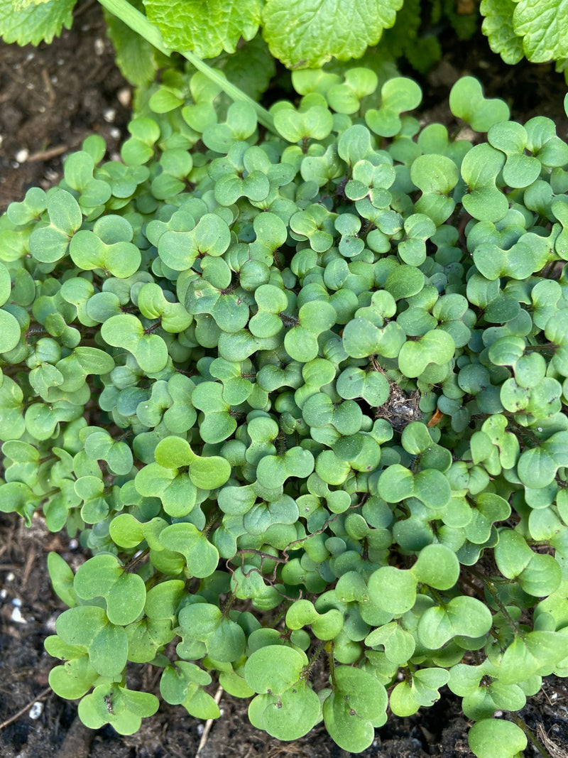 Gartenkresse — Bild 1
