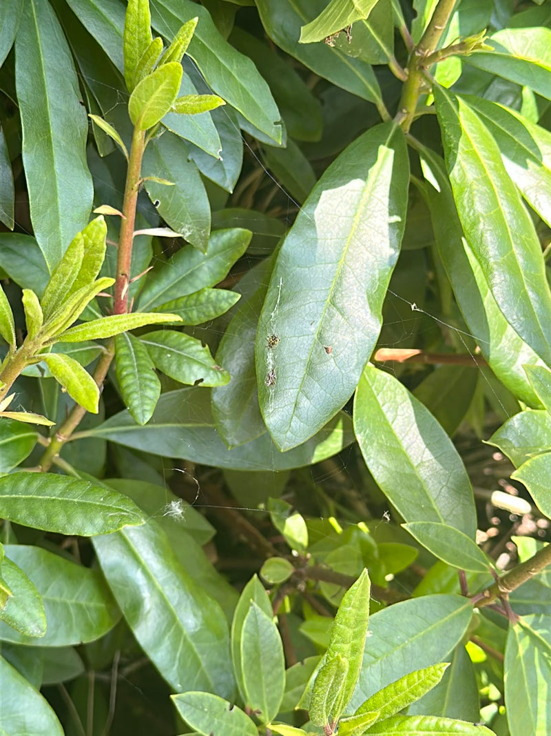 Gartenkreuzspinne — Bild 1