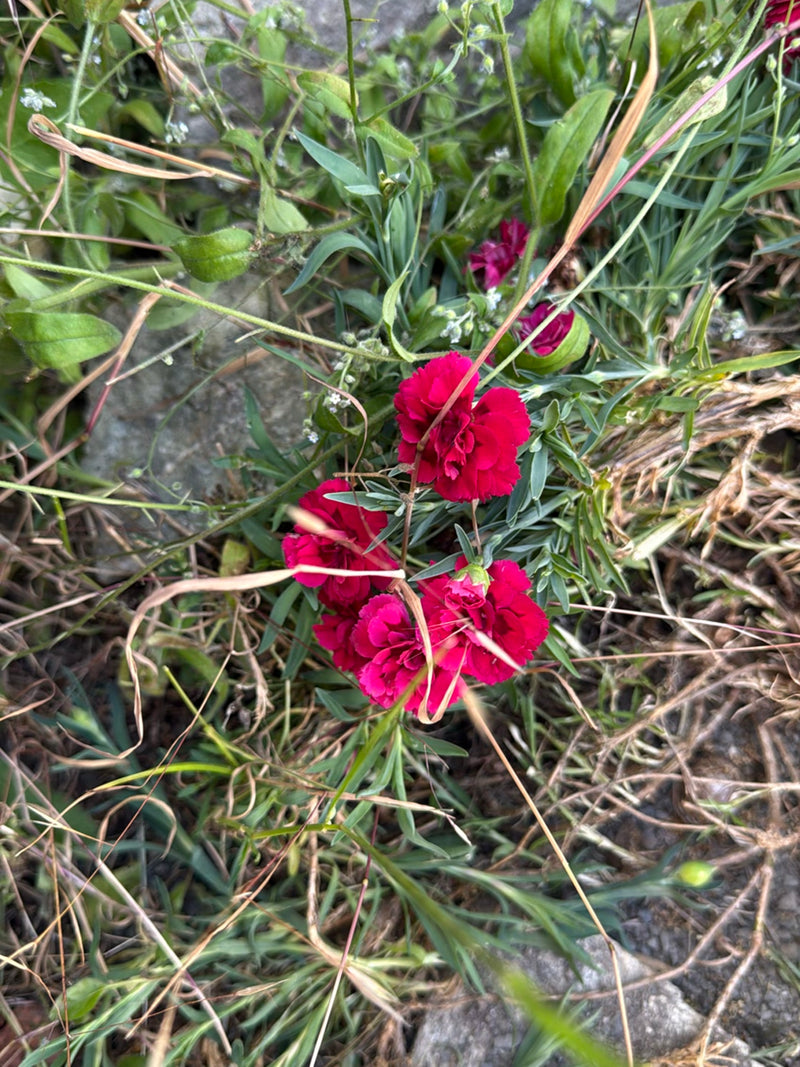 Gartennelke — Bild 2