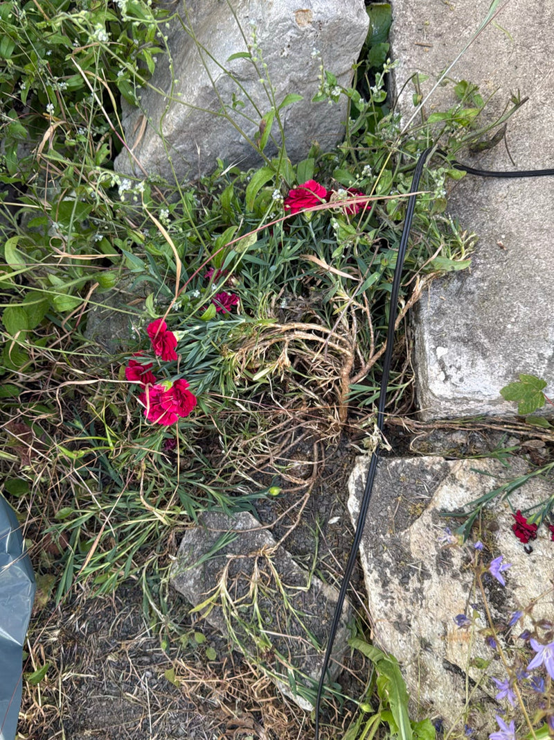 Gartennelke — Bild 1