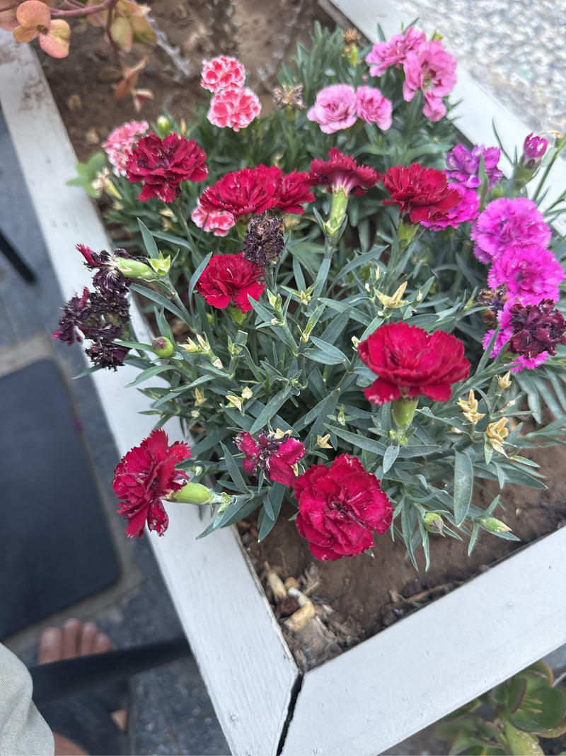 Auf dem Bild sind mehrere blühende Gartennelken in verschiedenen Farbtönen von Rot bis Rosa in einem hellen Blumenkasten zu sehen. Die Pflanzen zeigen ihre t...