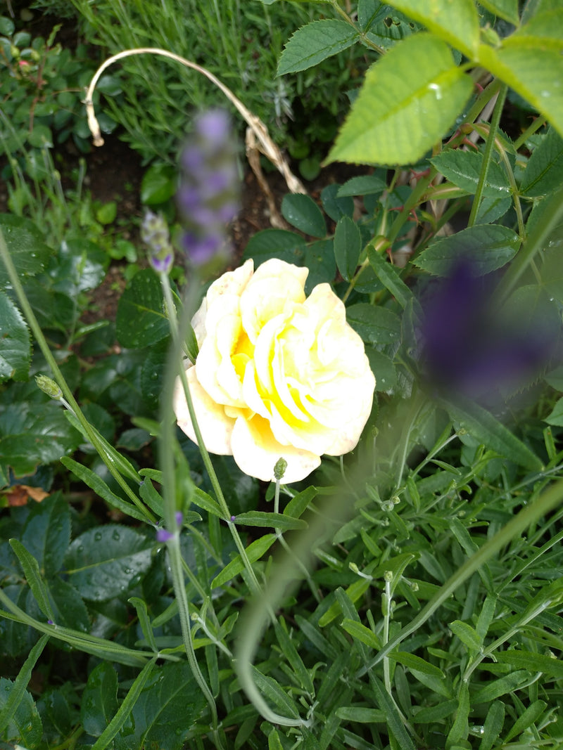 Im Zentrum ist eine geöffnete, gelbe Blüte einer Gartenrose zu sehen, die von grünem Laub und Lavendelstängeln umgeben ist. Die Aufnahme erfolgt von oben im ...