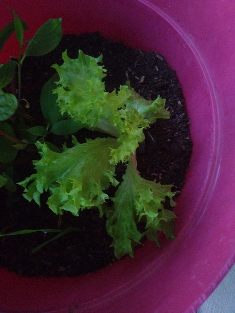 Gartensalat — Bild 3
