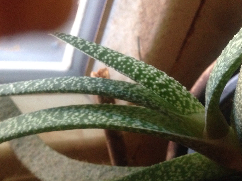 Gasteria — Bild 1