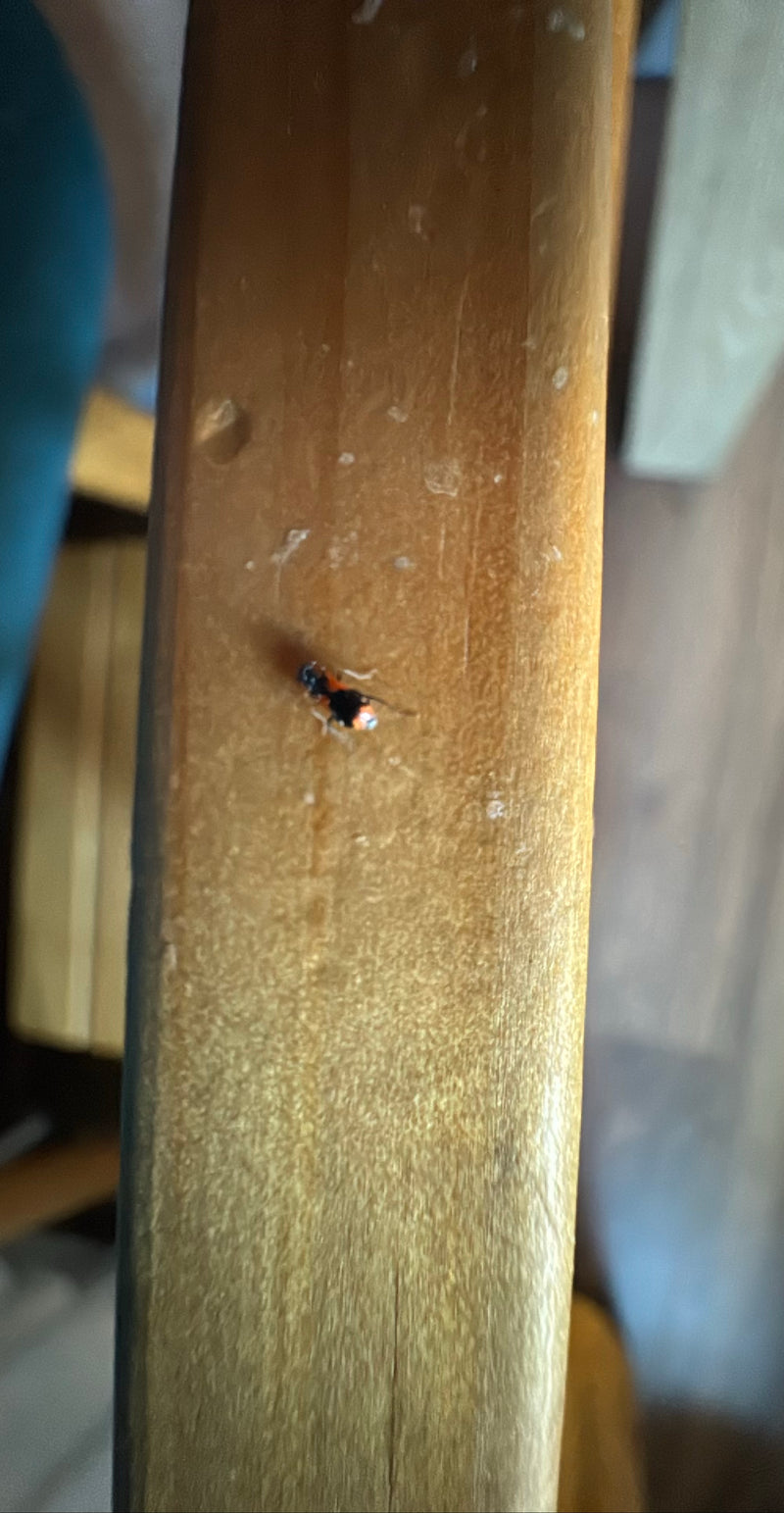 Gebänderter Warzenkäfer — Bild 5