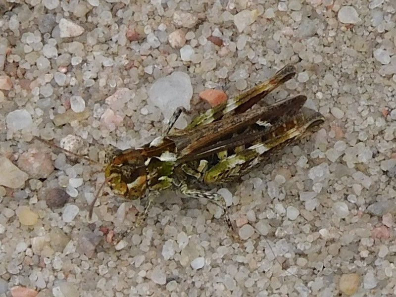 Gefleckte Keulenschrecke — Bild 1