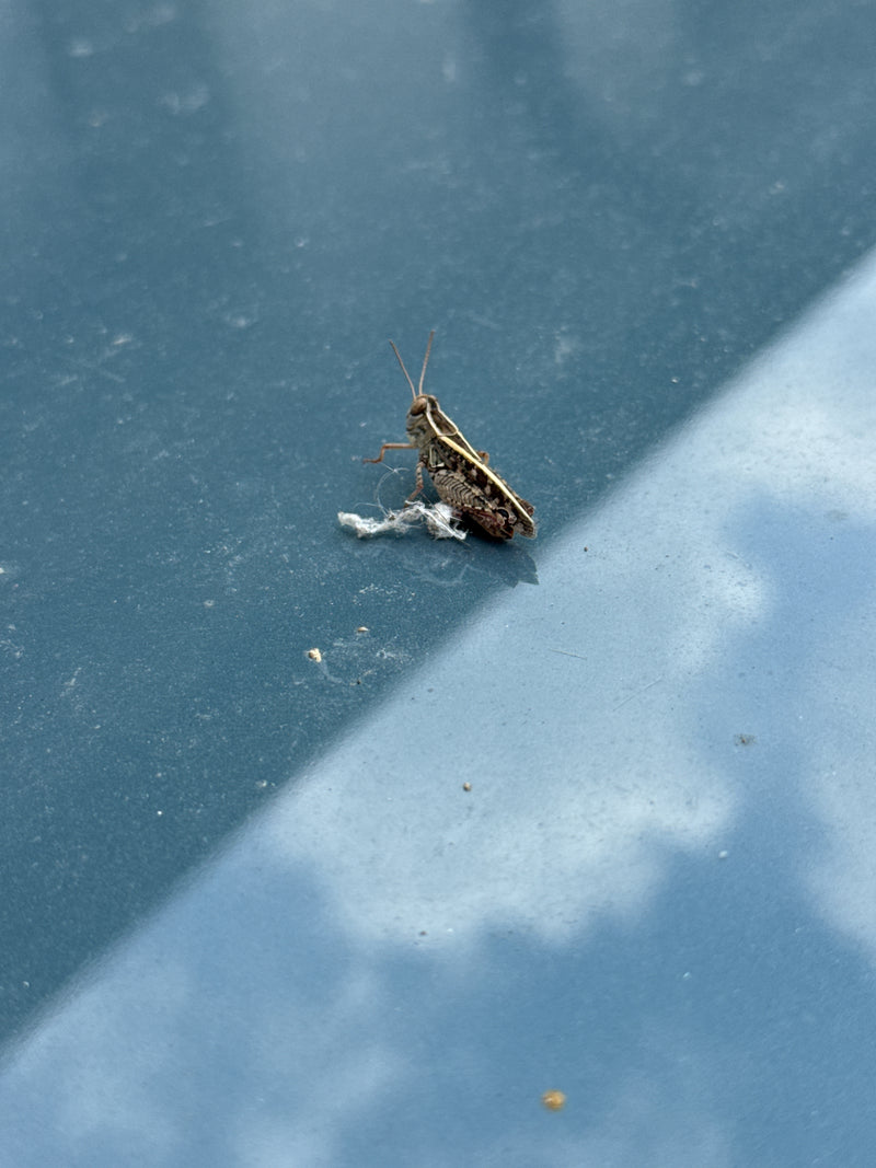 Gefleckte Keulenschrecke — Bild 2