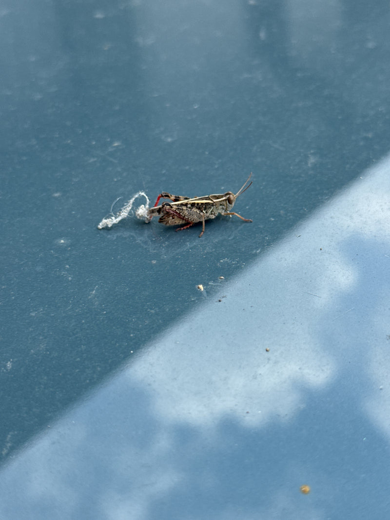 Gefleckte Keulenschrecke — Bild 3