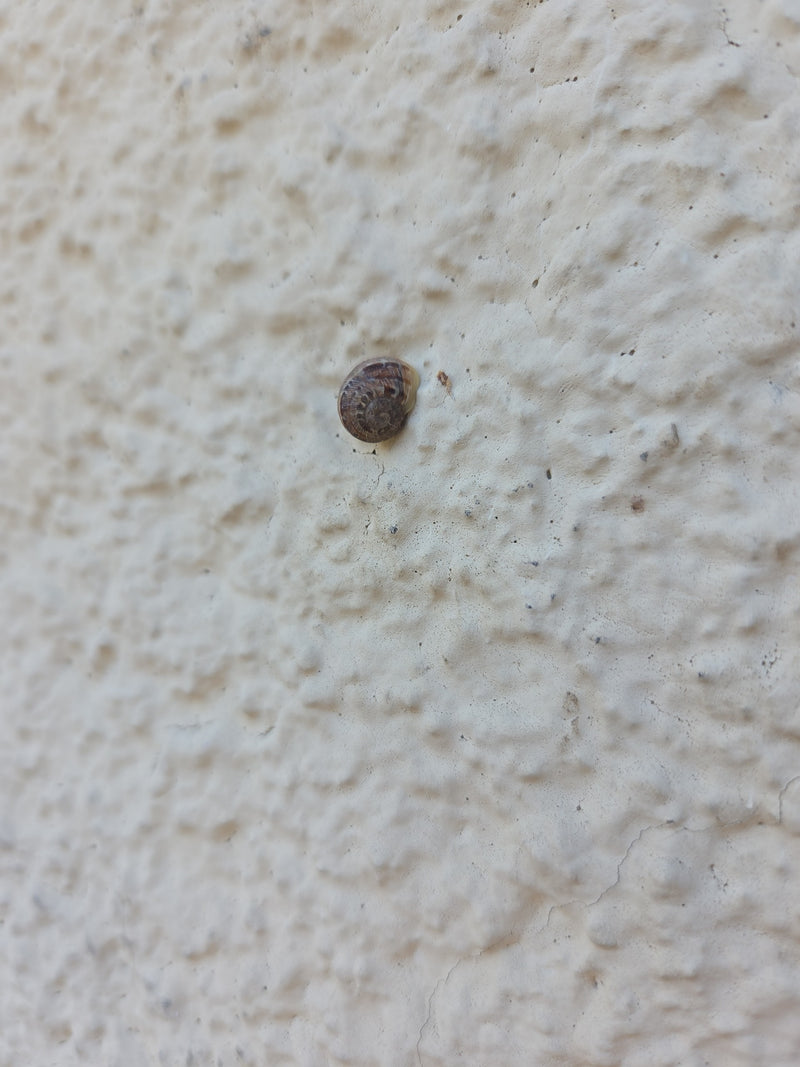 Gefleckte Schüsselschnecke — Bild 1