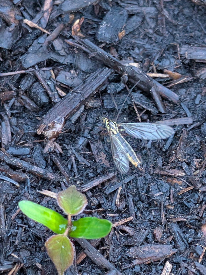 Gefleckte Schnake — Bild 4