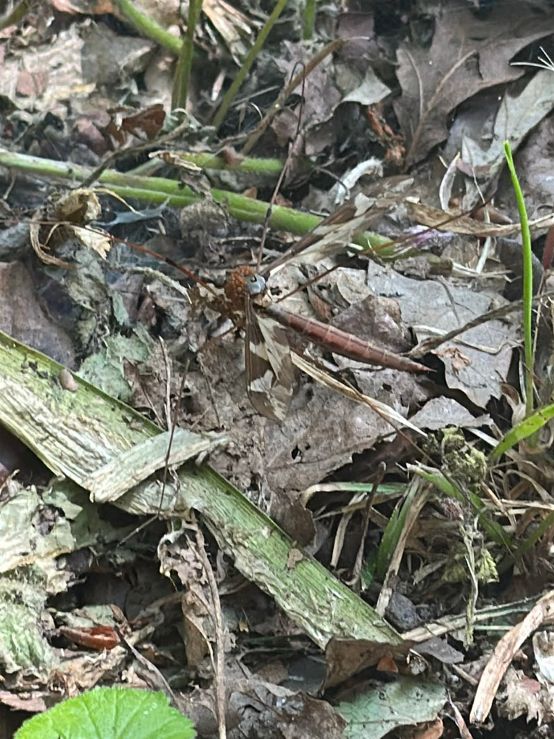 Gefleckte Schnake — Bild 3