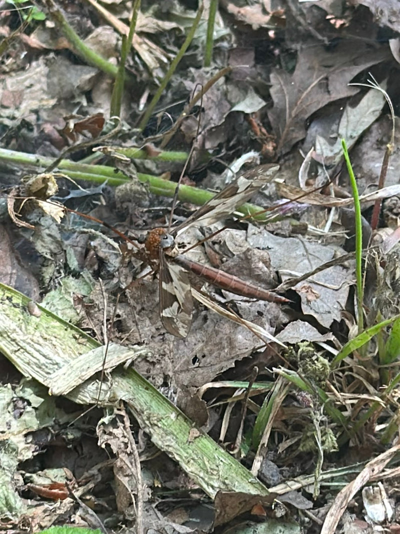 Gefleckte Schnake — Bild 2