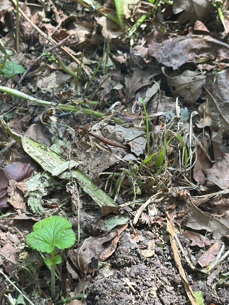 Gefleckte Schnake — Bild 1