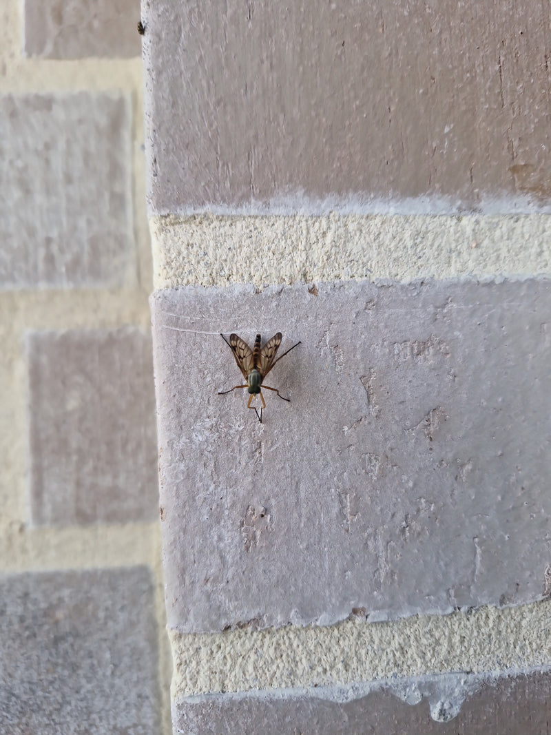 Gefleckte Schnepfenfliege — Bild 3
