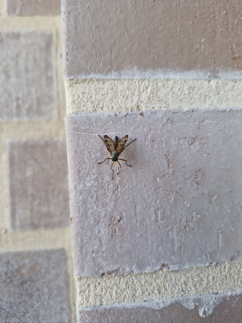 Gefleckte Schnepfenfliege — Bild 5