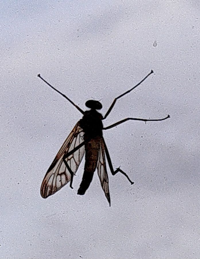 Gefleckte Schnepfenfliege — Bild 2