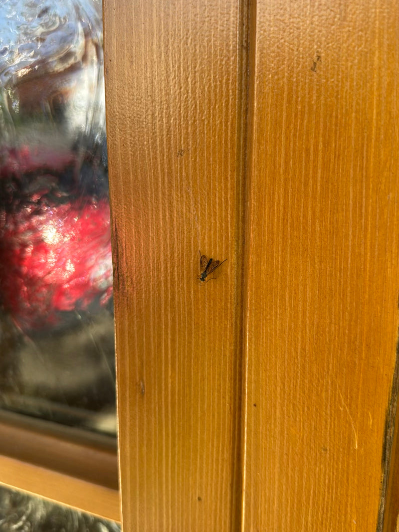 Gefleckte Schnepfenfliege — Bild 4