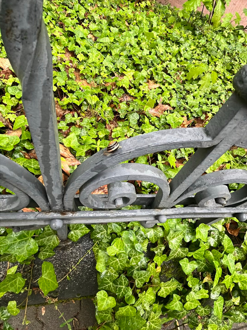 Gefleckte Schnirkelschnecke — Bild 1