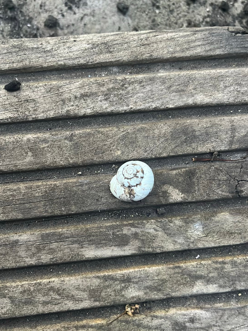 Gefleckte Schnirkelschnecke — Bild 4