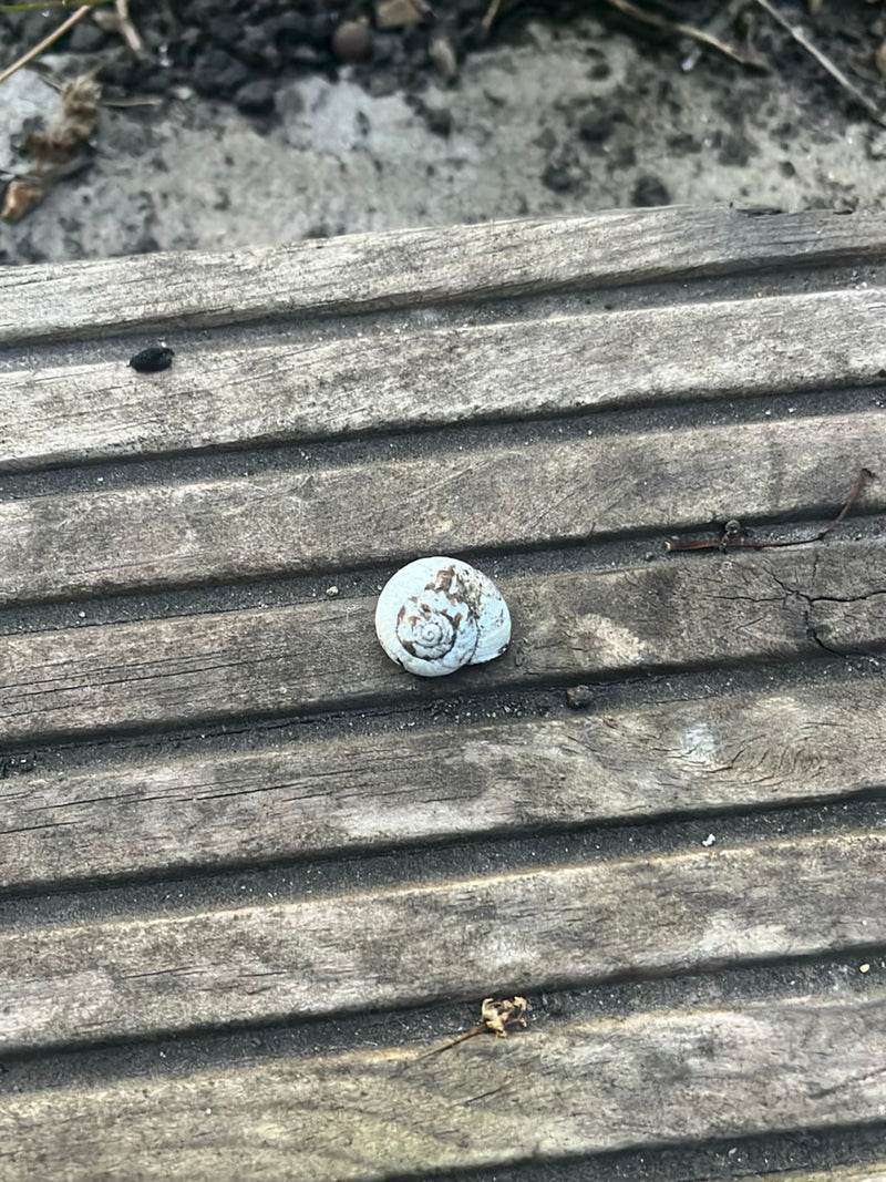 Gefleckte Schnirkelschnecke — Bild 5