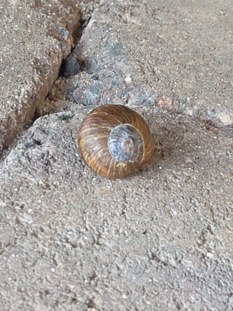 Gefleckte Schnirkelschnecke — Bild 3