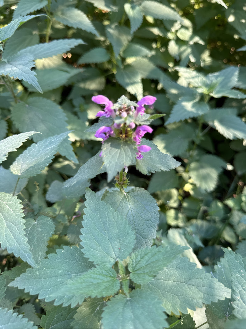 Eine Gefleckte Taubnessel mit violett-rosa Blüten inmitten dichter grüner Blätter.