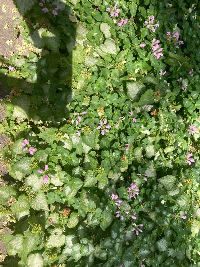 Gefleckte Taubnessel — Bild 1