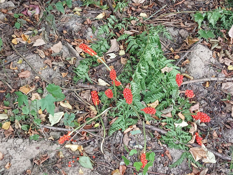 Gefleckter Aronstab — Bild 2